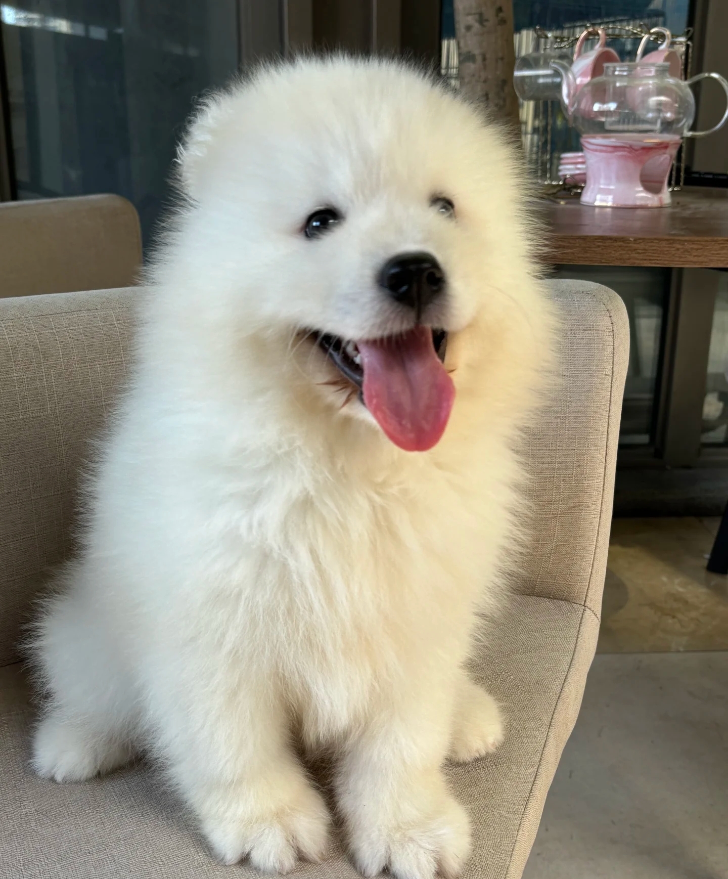 萨摩耶犬